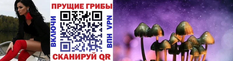 Псилоцибиновые грибы Psilocybe Дно